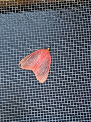 Arctioblepsis rubida