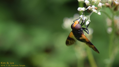 Volucella nigricans