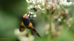 Volucella nigricans