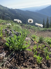 Erigeron flettii