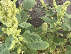 Amaranthus retroflexus