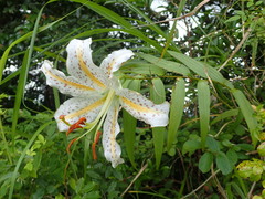 Lilium auratum