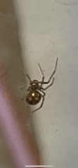 Steatoda triangulosa
