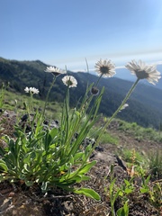Erigeron flettii