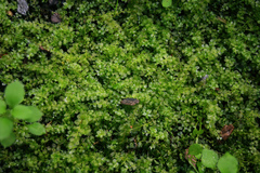 Plagiomnium cuspidatum