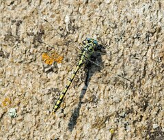 Ophiogomphus morrisoni
