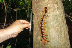 Scolopendra gigantea