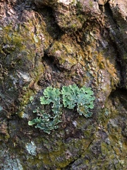 Heterodermia albicans