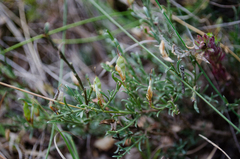 Genista teretifolia