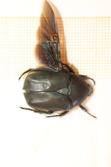 Protaetia opaca