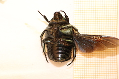 Protaetia opaca