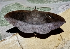 Oxydia sociata