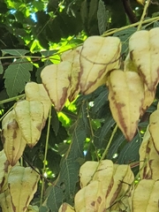 Koelreuteria paniculata