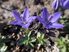 Campanula piperi