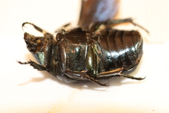 Protaetia opaca