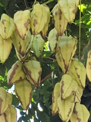Koelreuteria paniculata