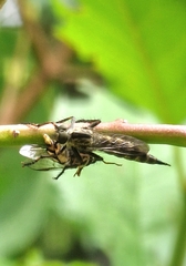 Tolmerus atricapillus
