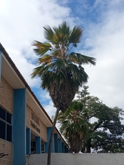 Pritchardia pacifica
