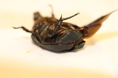 Protaetia opaca