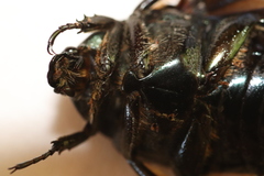 Protaetia opaca