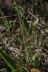 Pilosella densiflora