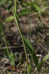 Pilosella densiflora
