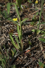 Pilosella densiflora