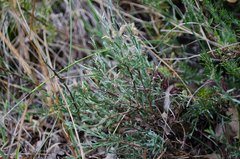 Genista teretifolia