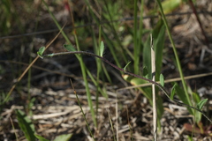 Pilosella densiflora