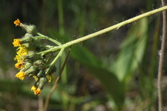 Pilosella densiflora