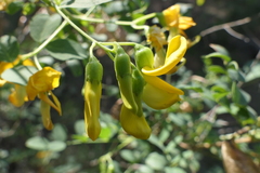 Colutea