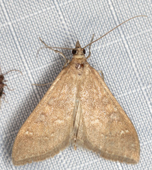 Mecyna mustelinalis