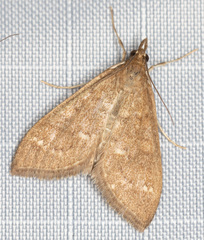 Mecyna mustelinalis