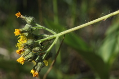 Pilosella densiflora