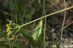 Pilosella densiflora