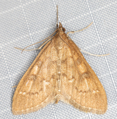 Mecyna mustelinalis