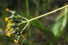 Pilosella densiflora