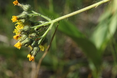 Pilosella densiflora