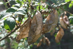 Colutea