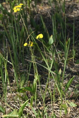 Pilosella densiflora