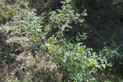 Colutea