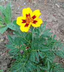Tagetes lunulata