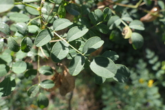Colutea