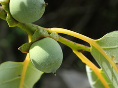 Diospyros japonica