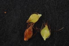 Rhynchospora caduca