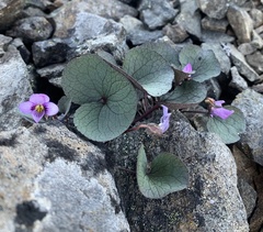 Viola flettii