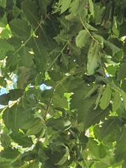 Koelreuteria paniculata