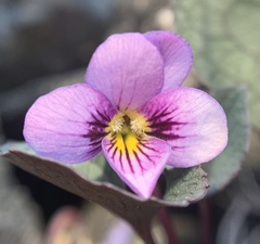 Viola flettii