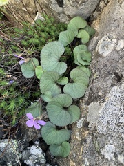 Viola flettii