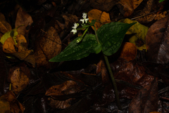 Disperis thomensis